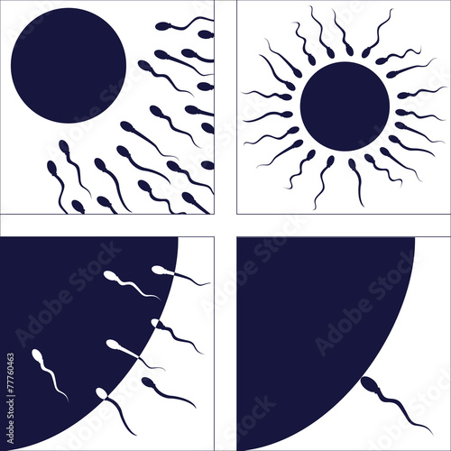 set of pictures illustrating human fertilization process