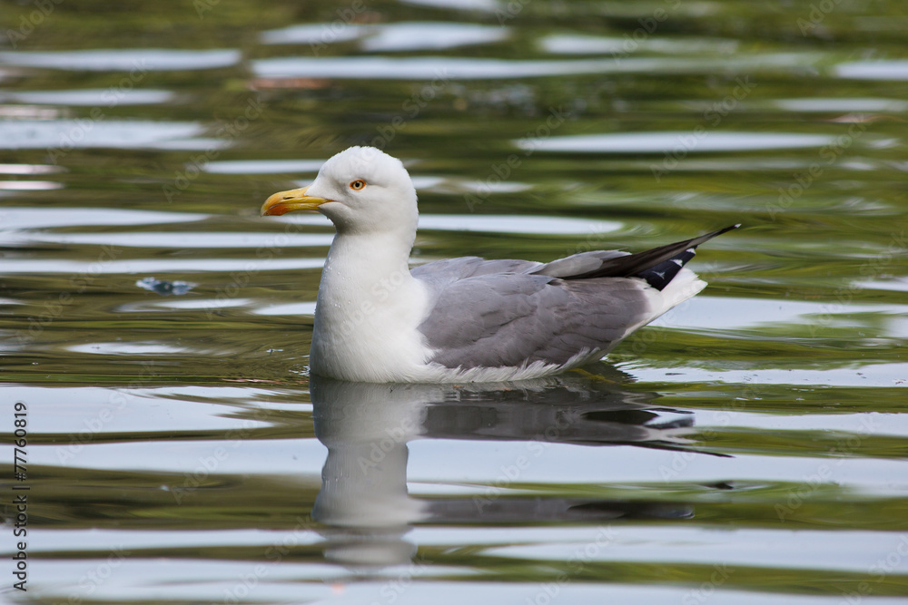 Seagull in the water Seagull in the water