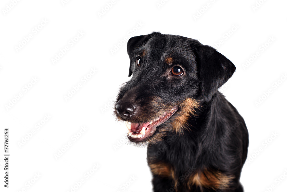 Jagd terrier studio shot, white background Jagd terrier studio shot, white background