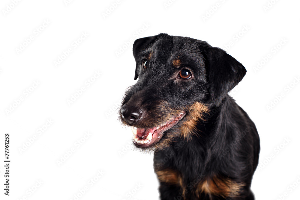 Jagd terrier studio shot, white background