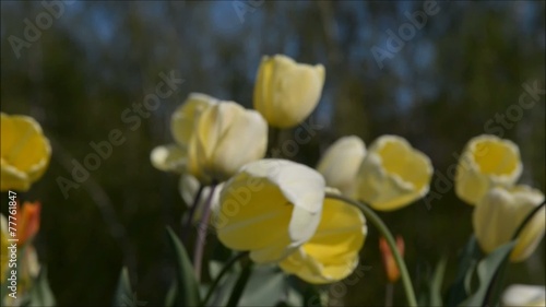 Yellow tulips panning shot