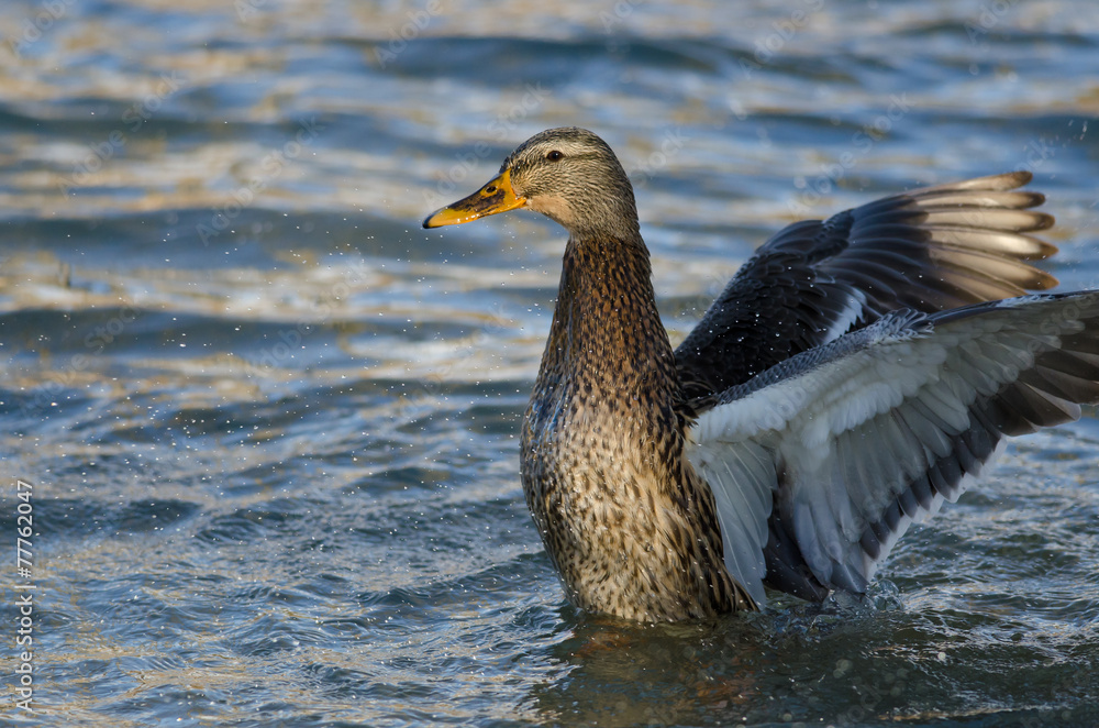 Mallard Duck on the Water with Outstretched Wings Mallard Duck on the Water with Outstretched Wings