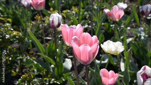 Blooming pink tulip zoom in
