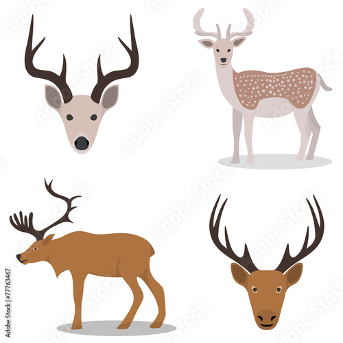 Deer and their head