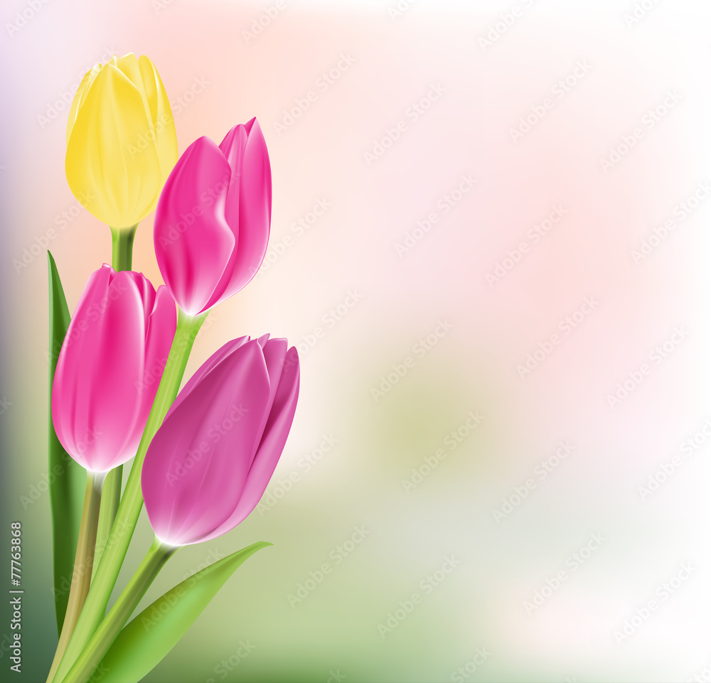 Fototapeta premium Realistic Colorful Tulips in Isolated Background