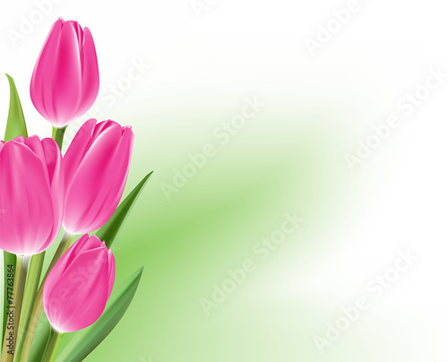 Fototapeta Naklejka Na Ścianę i Meble -  Realistic Colorful Tulips in Isolated Background