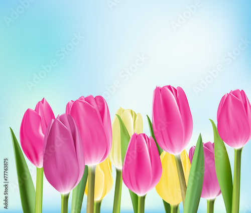 Fototapeta Naklejka Na Ścianę i Meble -  Realistic Colorful Tulips in Isolated Background