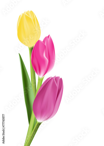 Fototapeta Naklejka Na Ścianę i Meble -  Realistic Colorful Tulips in Isolated Background