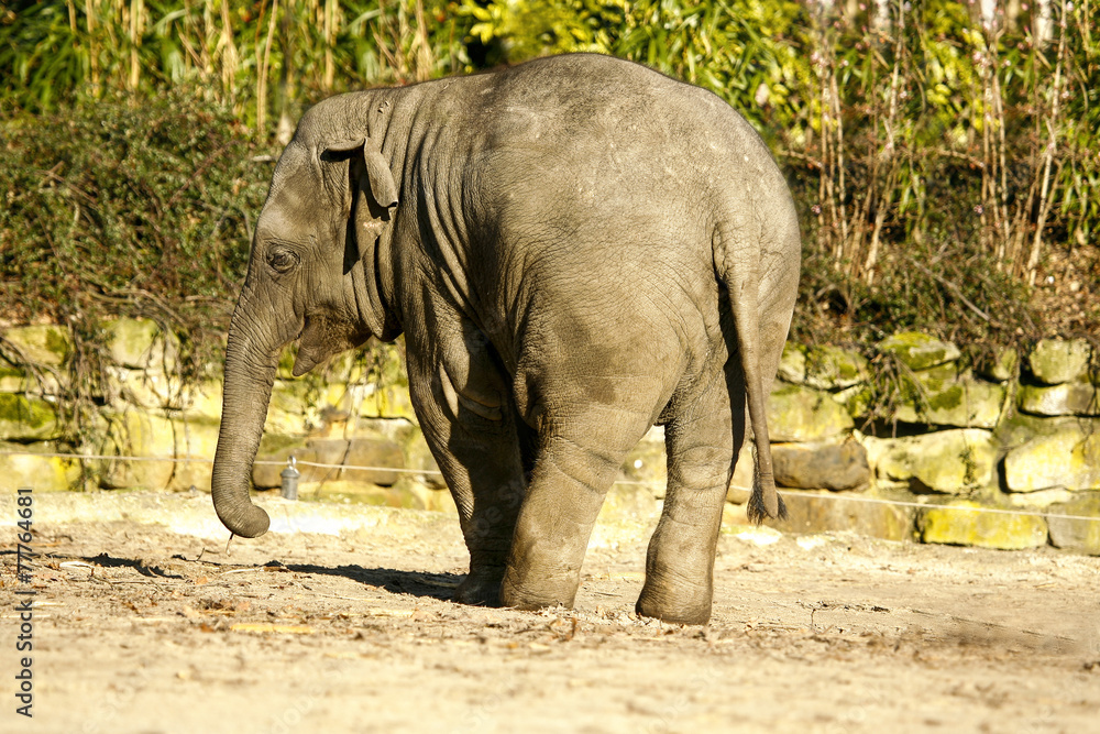 Jonge Aziatische olifant zet billen op de voorgrond. Jonge Aziatische olifant zet billen op de voorgrond.