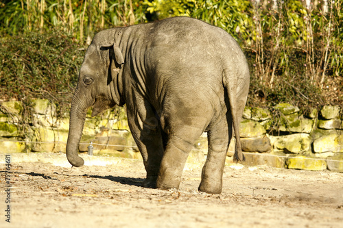 Jonge Aziatische olifant zet billen op de voorgrond. photo