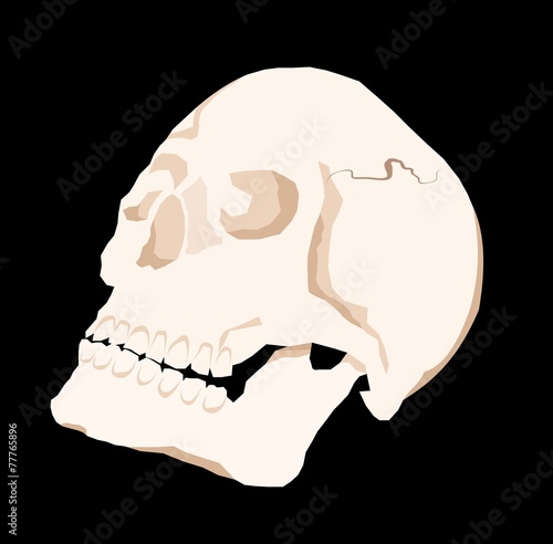 skull
