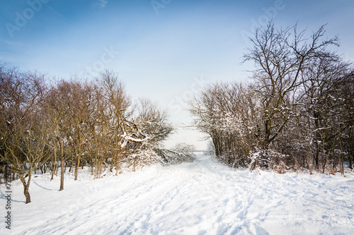 winter landscape © altocumulus
