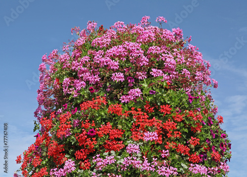 Fototapeta Naklejka Na Ścianę i Meble -  géranium lierre