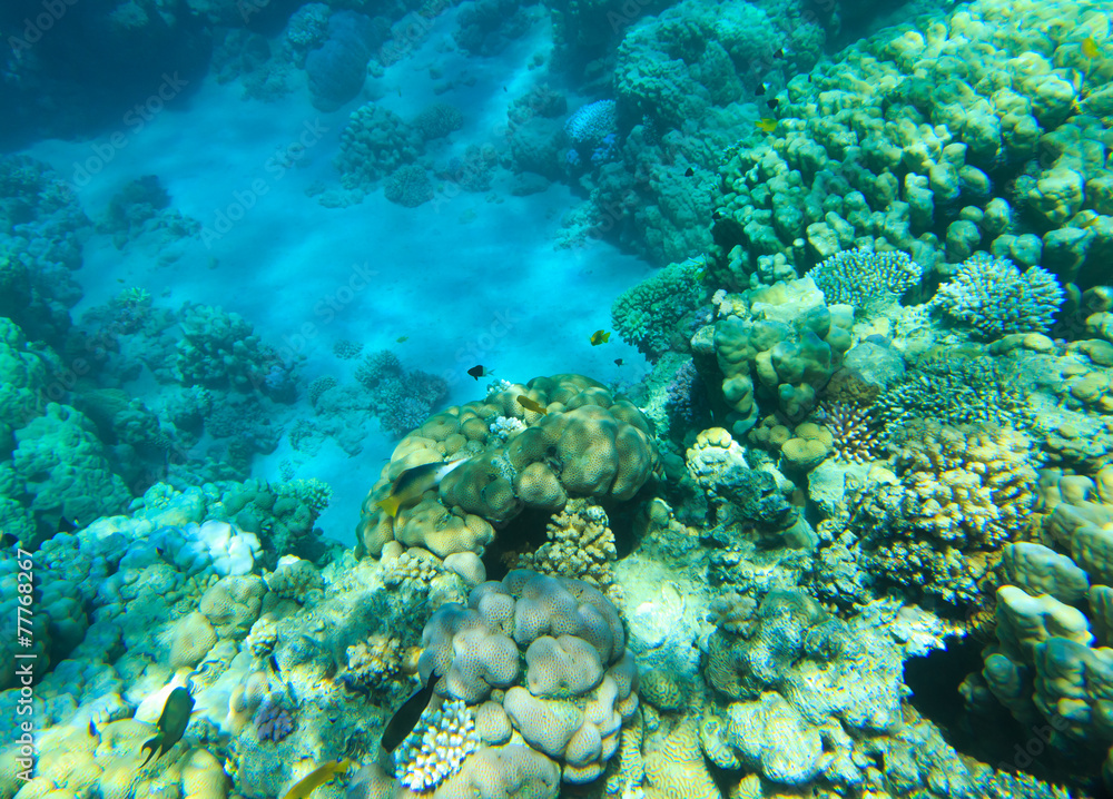 Fototapeta premium Underwater panorama