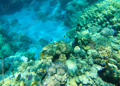 Podwodna panorama