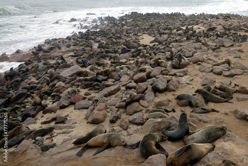 Seal, Cape Cross, Namibia © Travel Nerd