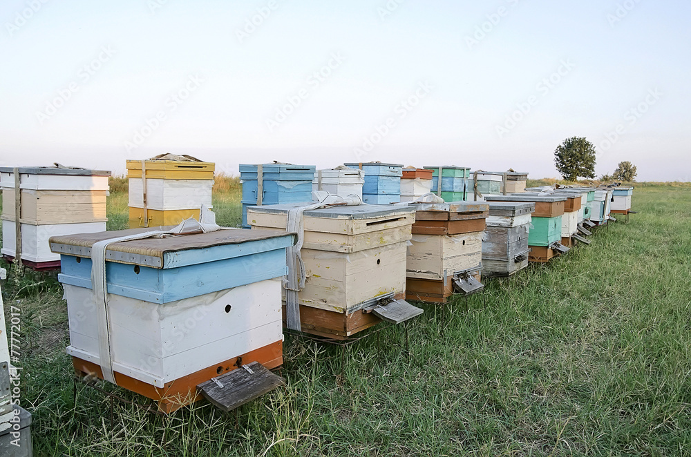 Bee hives in the apiary in the field Bee hives in the apiary in the field