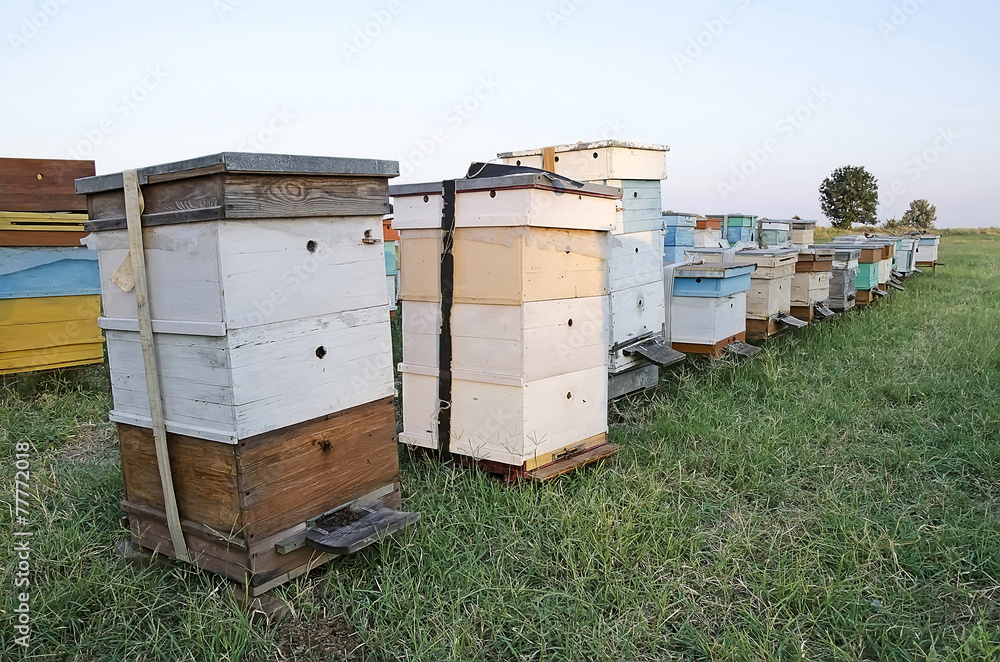Bee hives in the apiary in the field Bee hives in the apiary in the field