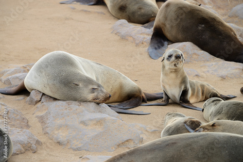 Seal, Cape Cross, Namibia