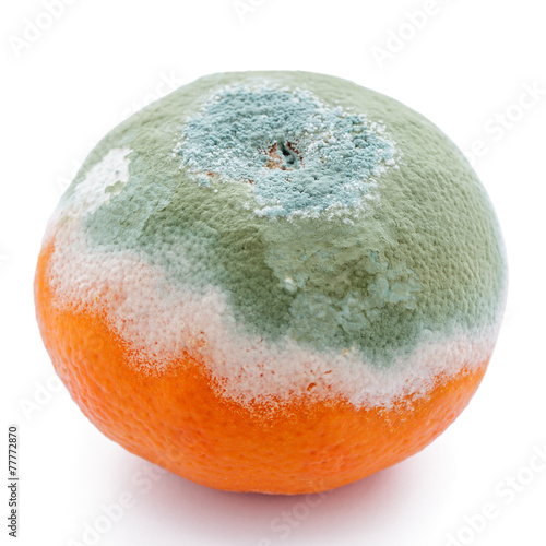 Canvastavla Schimmel befallene Clementine