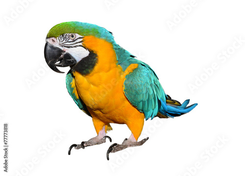 Blue and Gold Macaw