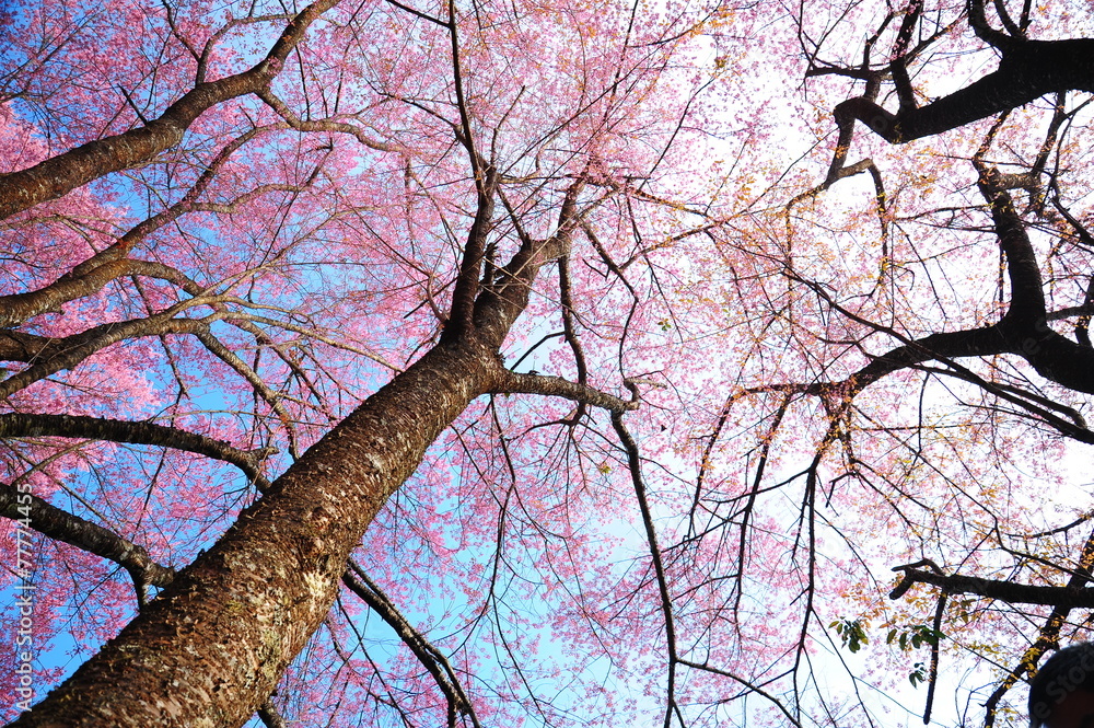 Fototapeta premium Spring Pink Cherry Blossoms