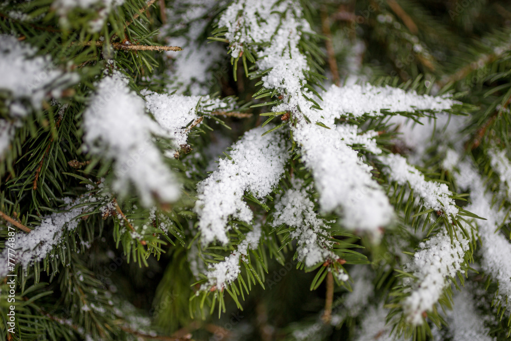photo of fir tree branch covered by snow