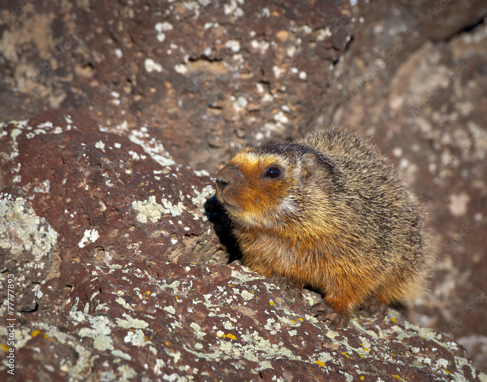 Yellow Bellied Marmot creeping out of it's den Yellow Bellied Marmot creeping out of it's den