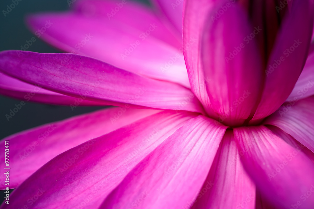 Lotus Lotus