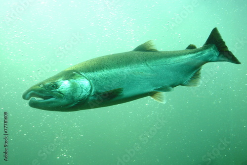 遡上するサケの水中写真 Underwater photography of the salmon