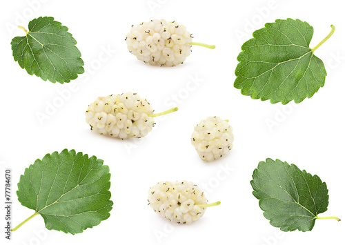 Fotografie White mulberry with leaf set