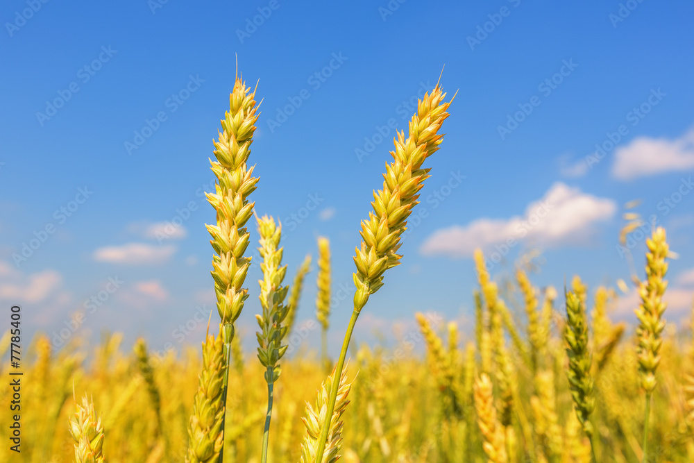 Obraz premium Wheat ears