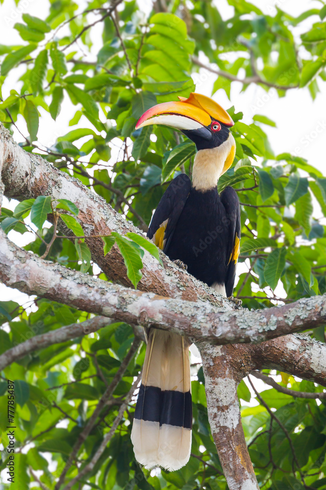 Portrait close up of female Great hornbill (Buceros bicornis) Portrait close up of female Great hornbill (Buceros bicornis)