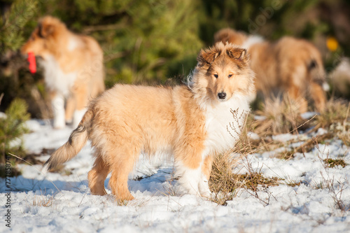 Rough collie puppy walking in the park in winter