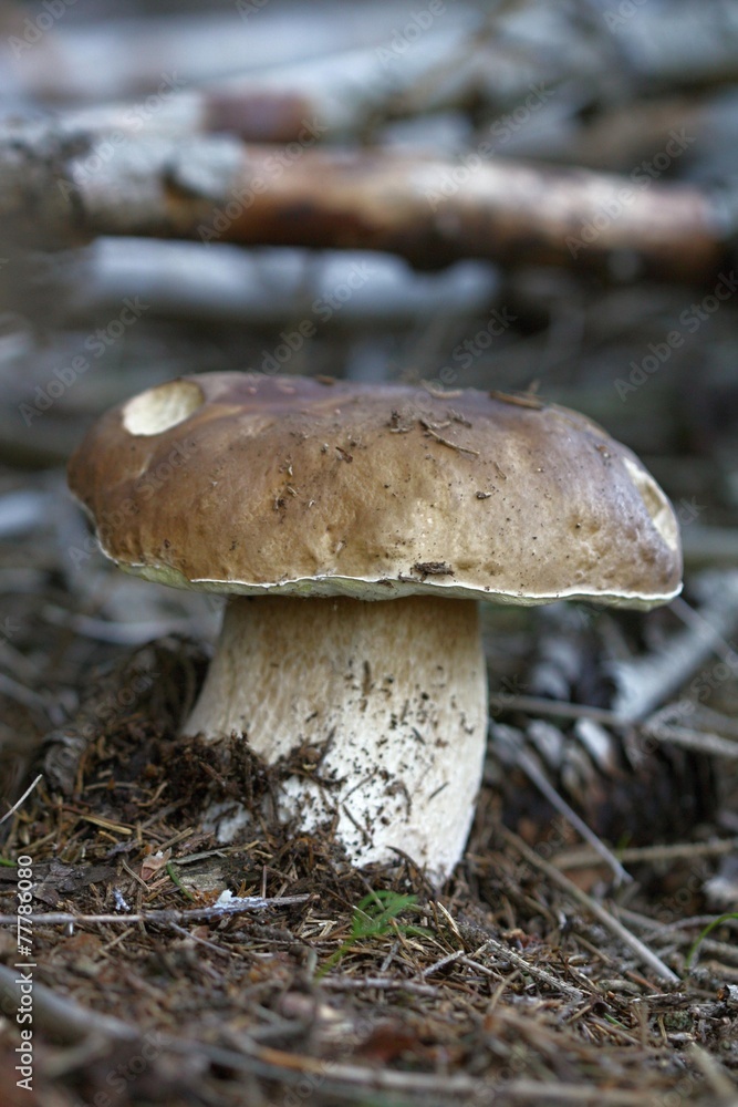 boletus boletus