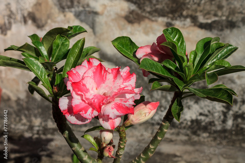 Принти на полотні Pink flower  Desert rose (Adenium)