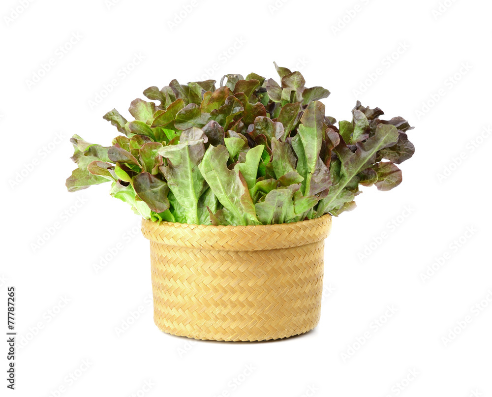 lettuce in basket isolated on white background lettuce in basket isolated on white background