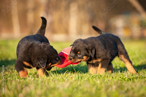 Fotografie Two rottweiler puppies playing with a sneaker