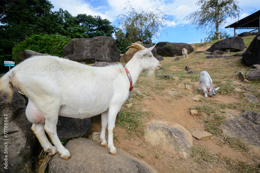 Obraz premium ヤギ