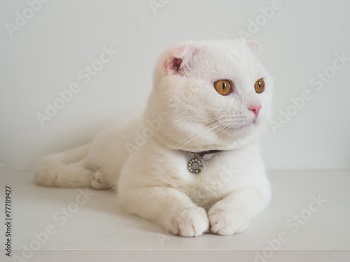 White cat scottishfold on white background
