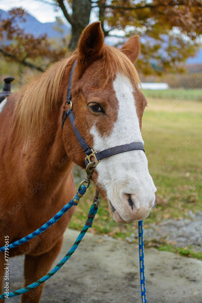 Obraz premium 馬のポートレート
