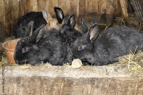 Rabbits in rabbit hutch