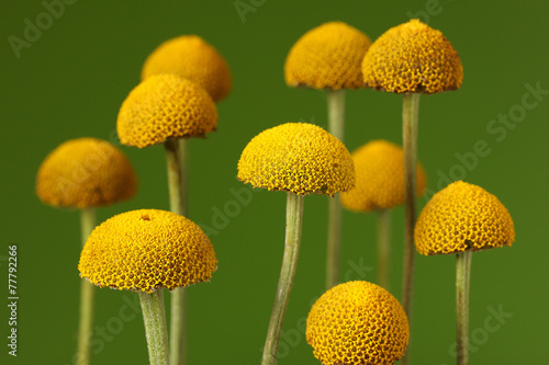 Fototapeta Naklejka Na Ścianę i Meble -  Anthemis tinctoria-Gele kamille