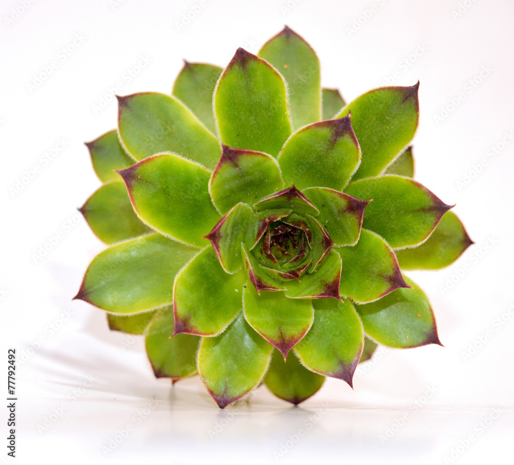 Crassulaceae Crassulaceae