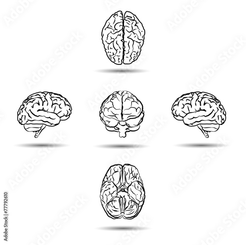 brains from different sides isolated