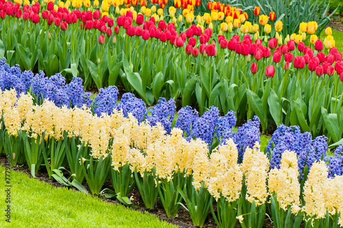 Slika na platnu Vibrant flowerbed spring flower park