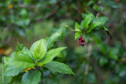 Hibiscus flower bud