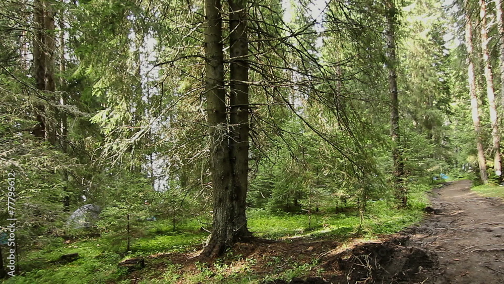 Walking through mountain pine tree forest, steady cam shot. Walking through mountain pine tree forest, steady cam shot.