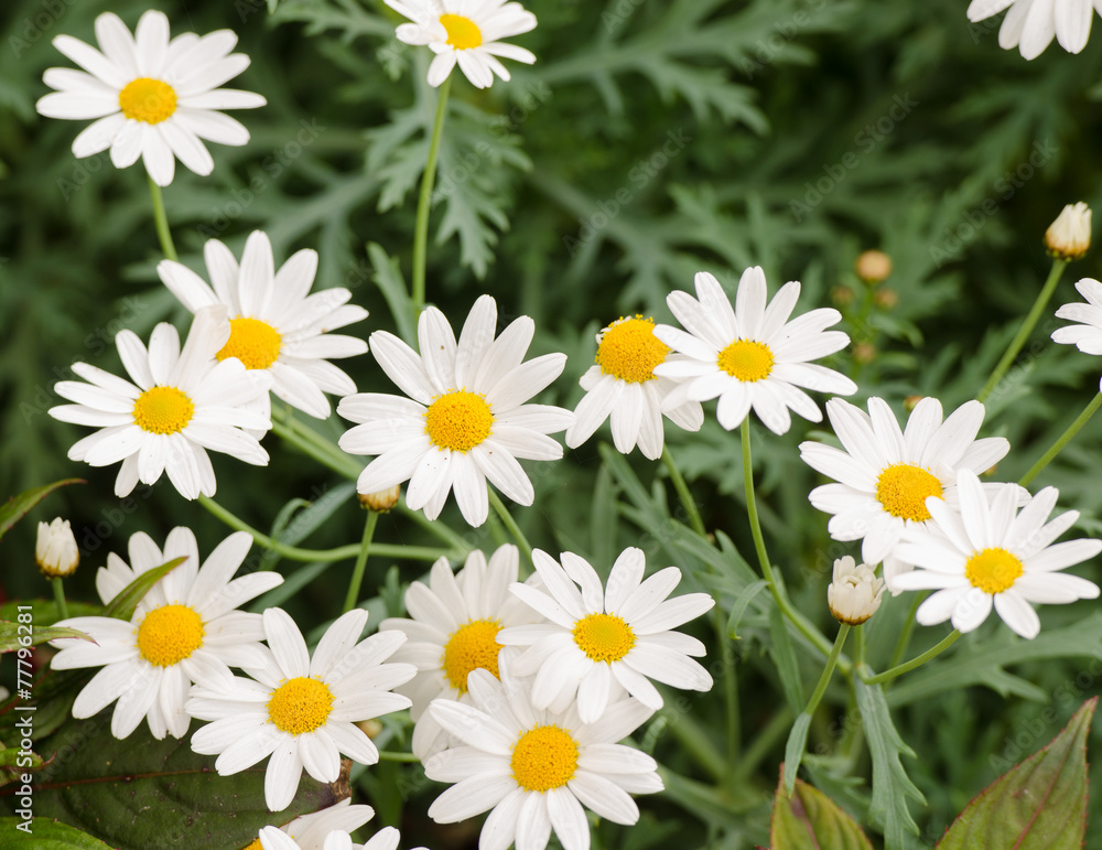 Fototapeta premium Cosmos flower
