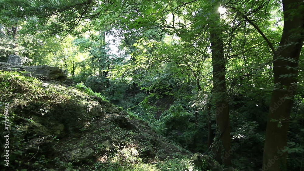 Personal perspective of walking on path in forest, steady cam Personal perspective of walking on path in forest, steady cam